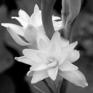 Meet your Posher, Maryam